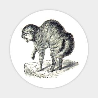 Creepy cat preparing to attack. Vintage drawing. Magnet